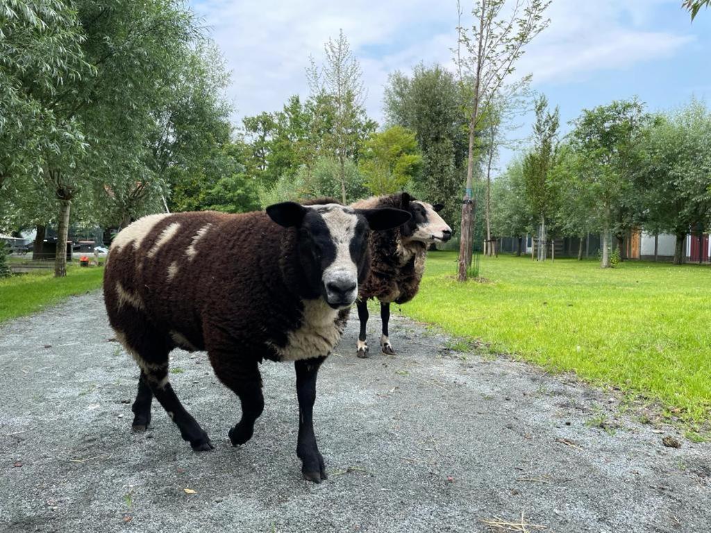 Flora'S B&B Landsmeer Zewnętrze zdjęcie