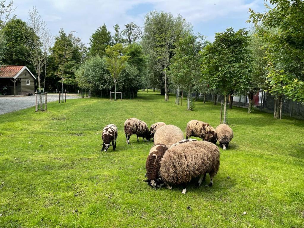 Flora'S B&B Landsmeer Zewnętrze zdjęcie